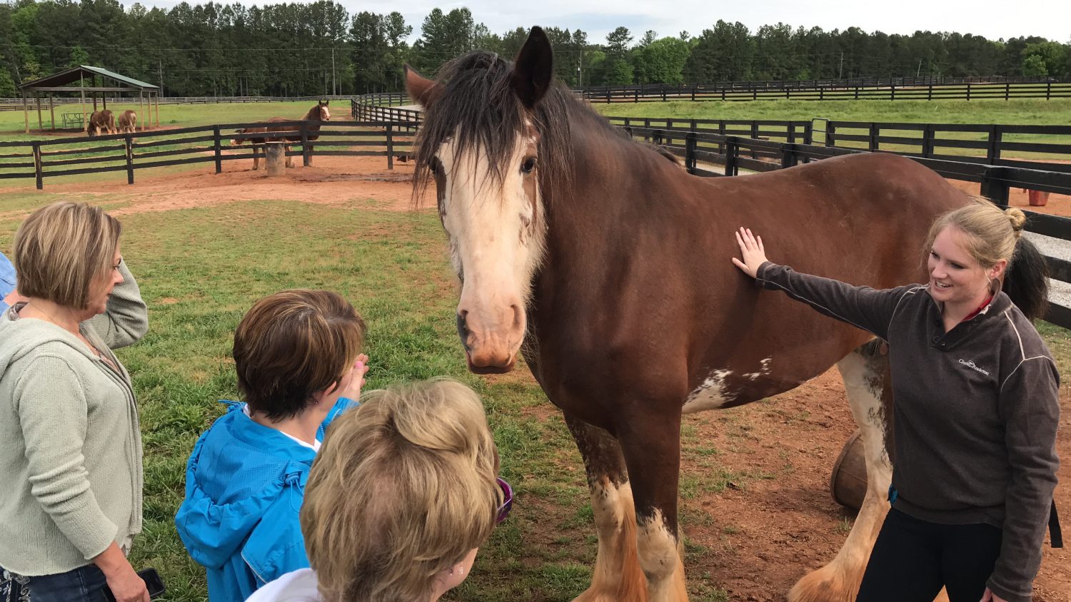 clydesdale farm tours