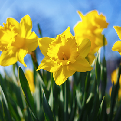 Flowering daffodils. Blooming yellow narcissus flowers. Spring flowers. Shallow depth of field. Selective focus.